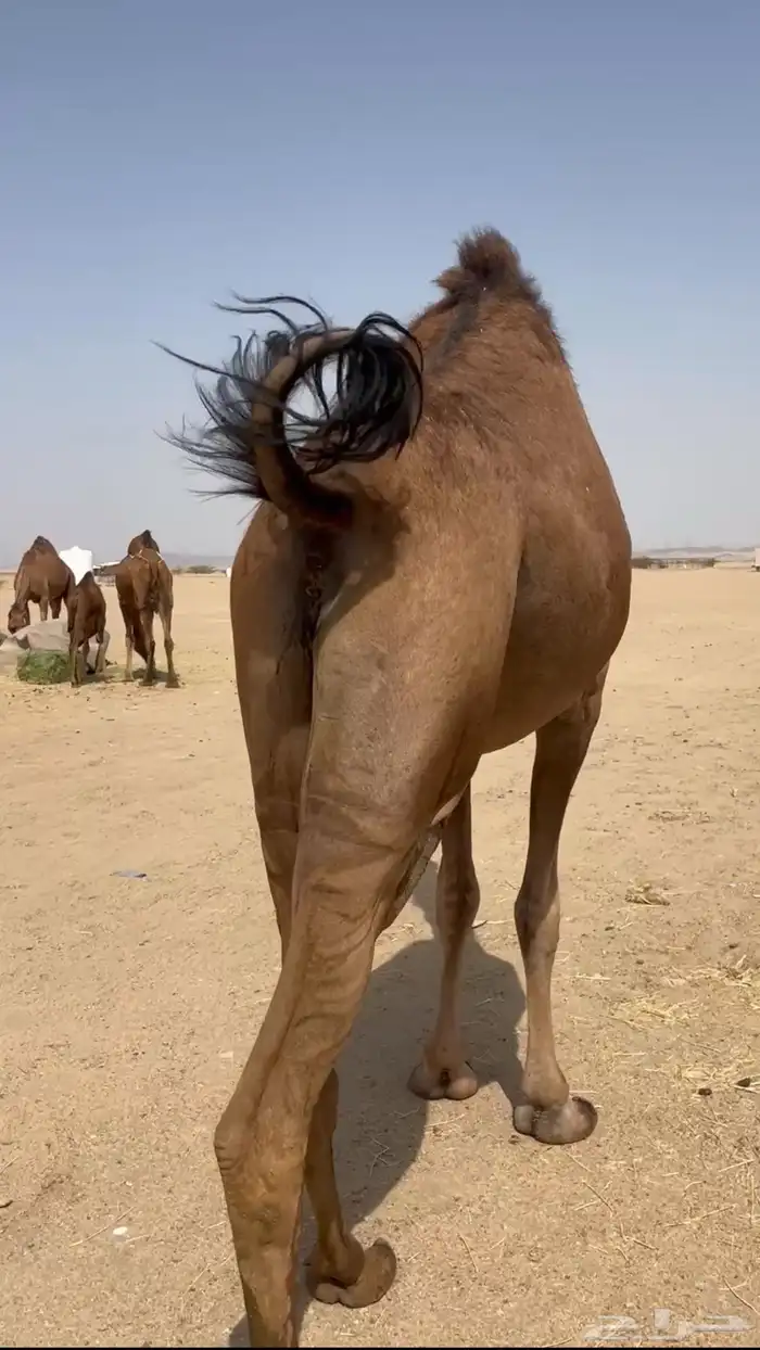 بكره ساحليه لقحه 2