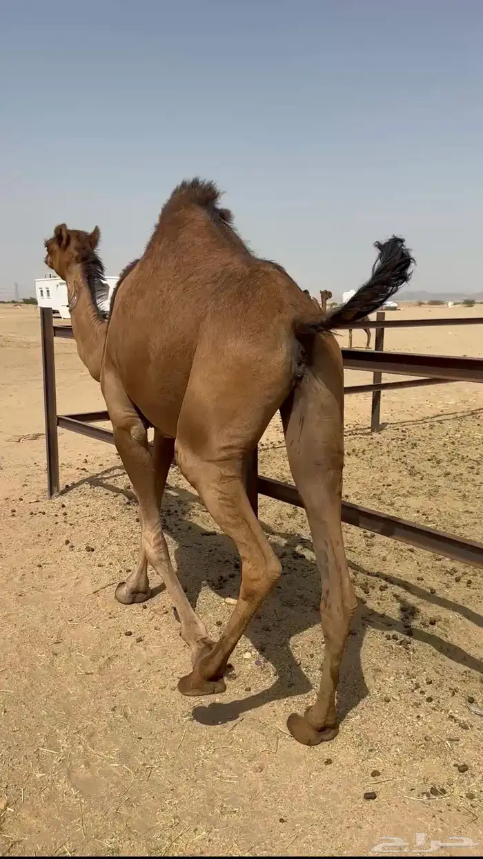 بكره ساحليه لقحه 4