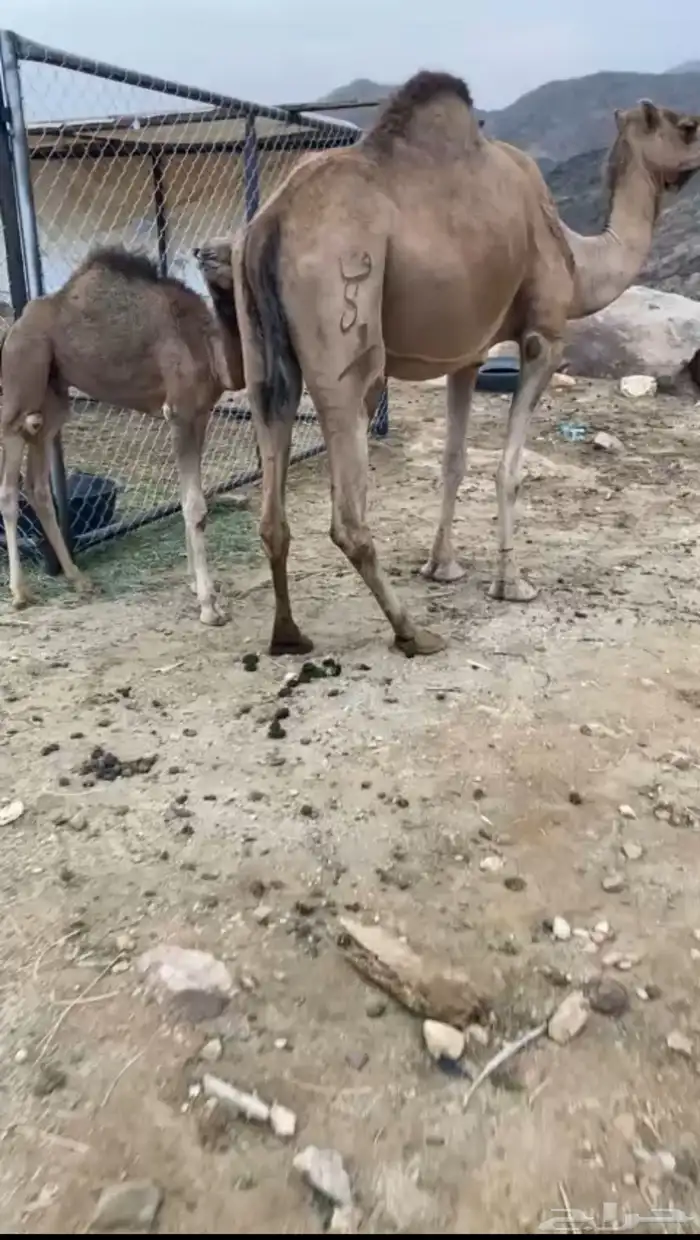 خلفه طيبه 2