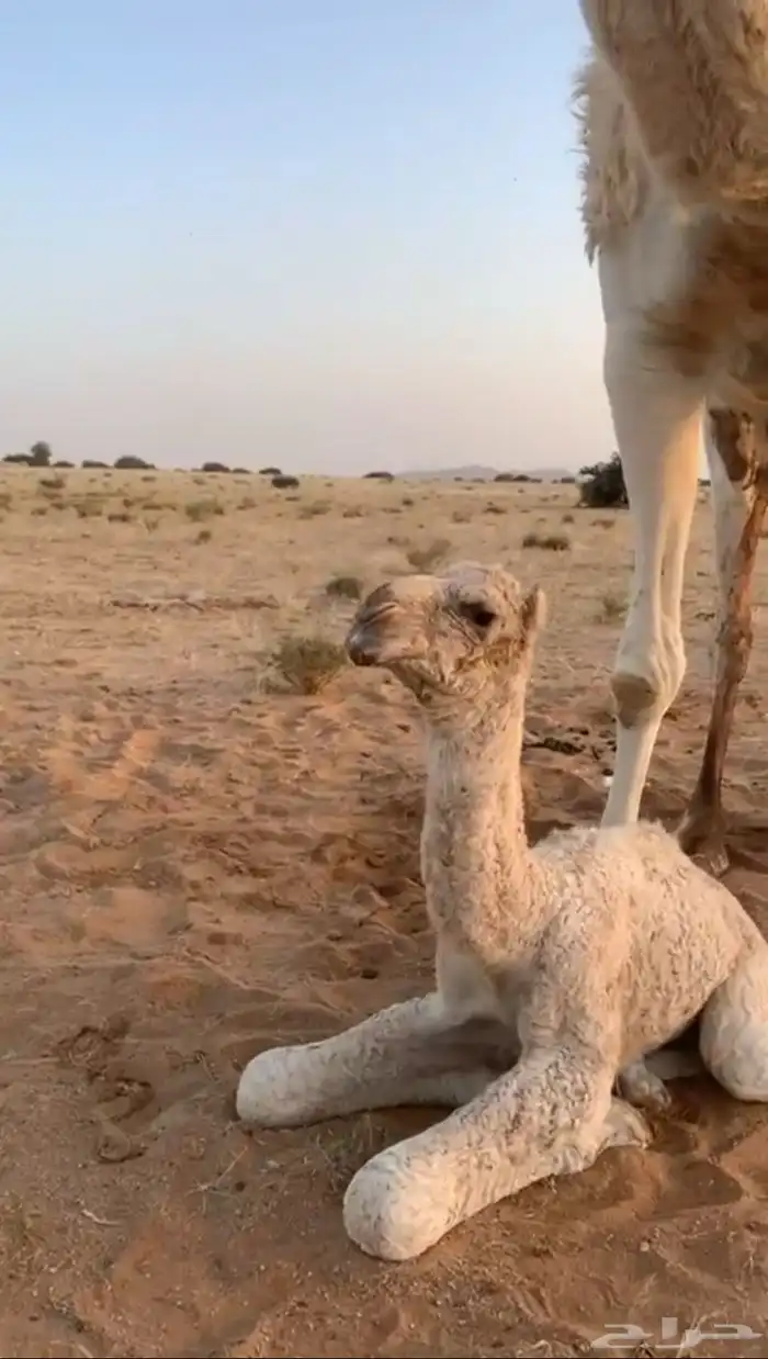 للبيع القعود الكفووو 1