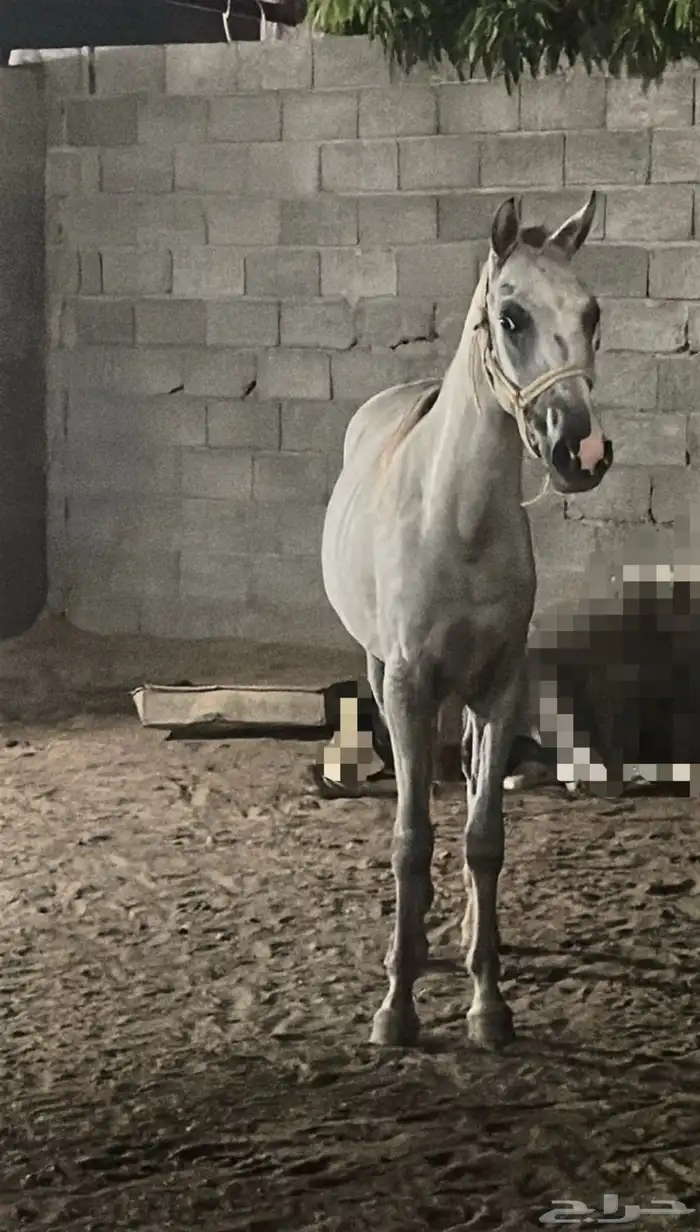 خيل مهر 0