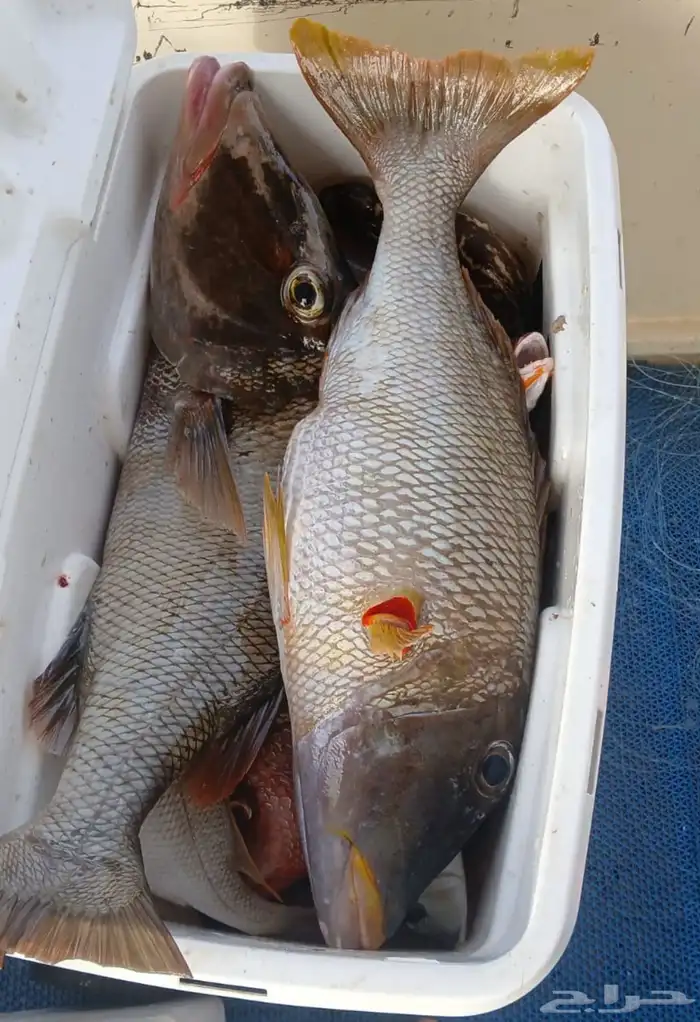 رحلات بحرية 0