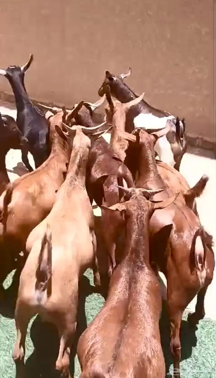 تيوس بلدية 0
