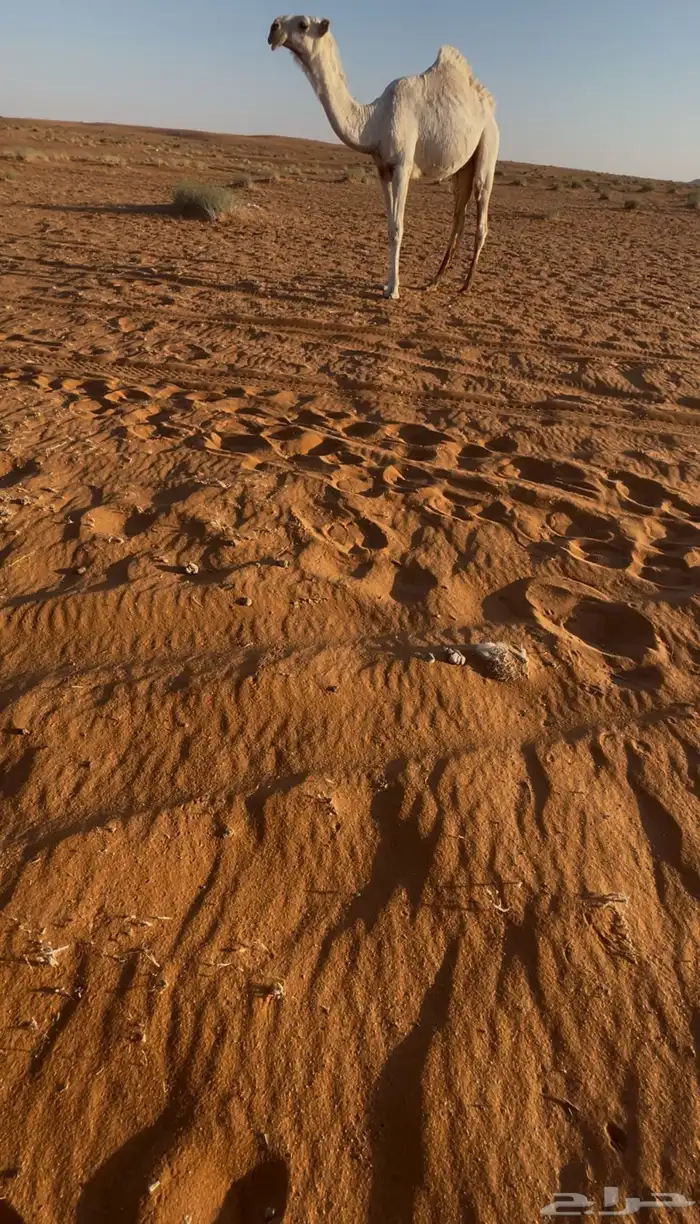 للبيع قعود مفرود على بعير متروك أبو عجاريد 0