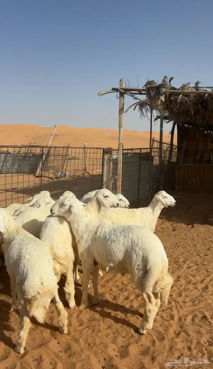 تم البيع 0