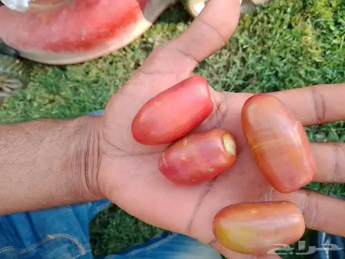ثمره خضري 0