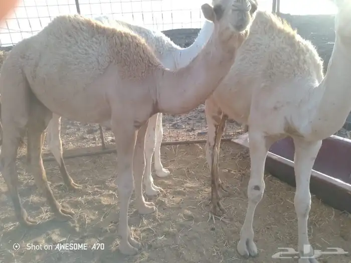 قعدان طيبه 2