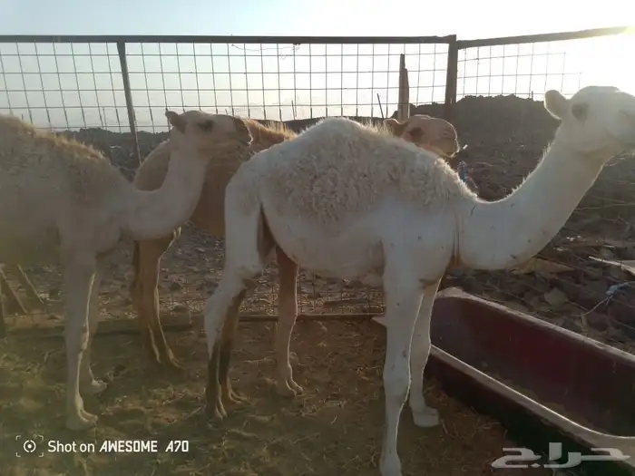 قعدان طيبه 1
