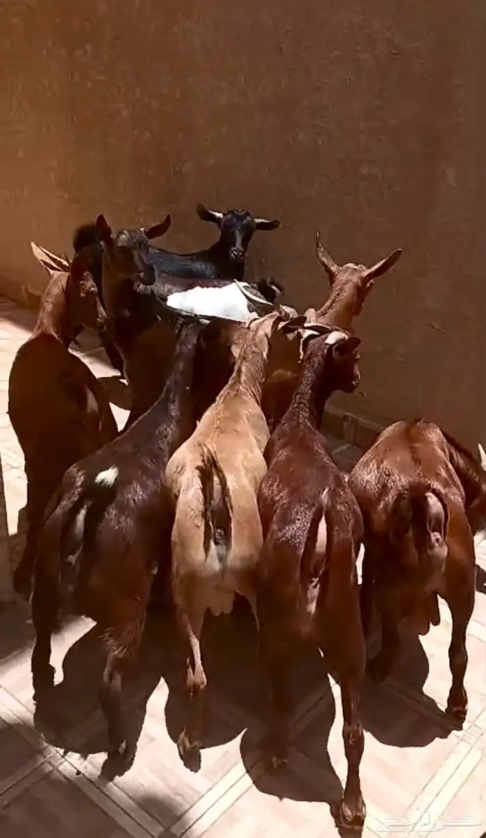 تيوس بلدية 1
