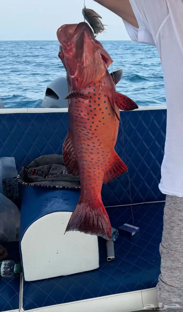 رحلات بحرية مرسى البحر الاحمر 0