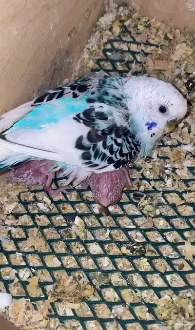 انثى بادجي منتجه عندي للبيع 1