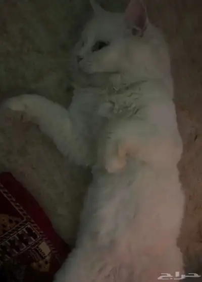 بيع قطط شيرازيه مع الام 1