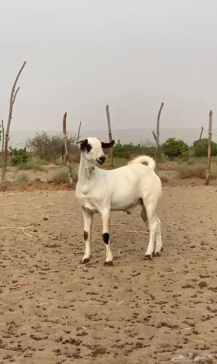 القوز 1