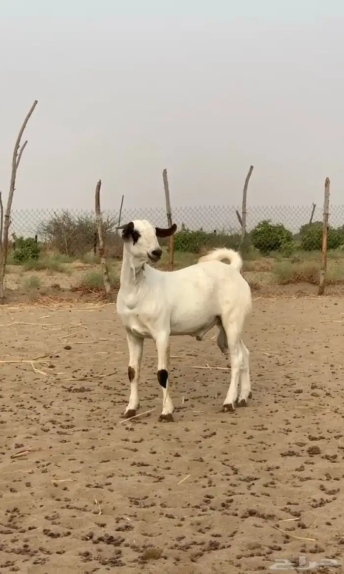القوز 2