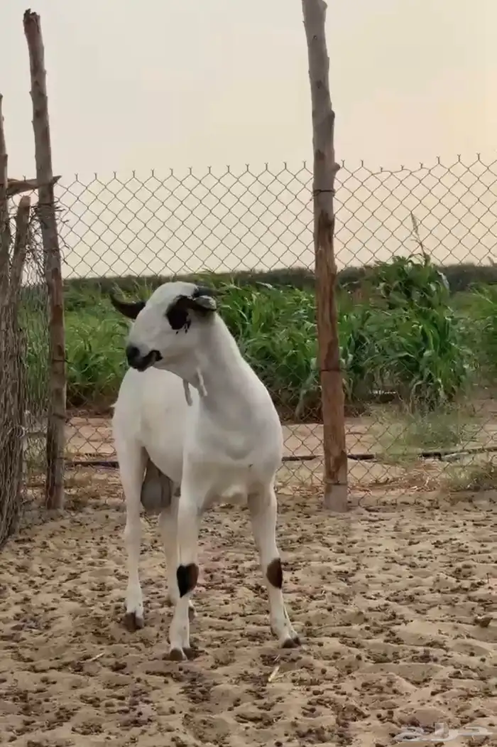 القوز 0