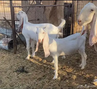 بانجابيات 4