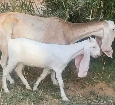 بانجابيات 2