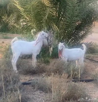 بانجابيات 3