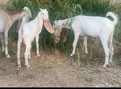 بانجابيات 1