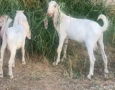 بانجابيات 0