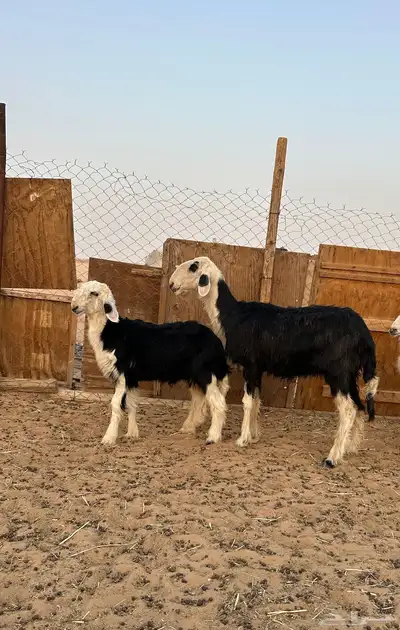 متابيع نجد كل وحده تحتها خروف 0
