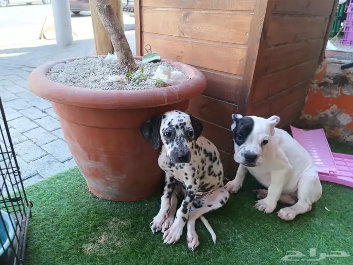 كلب دلميشن (دلماسي - Dalmatian) 2