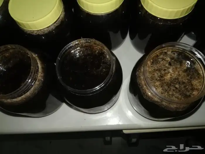 عسل سدر اصلي ومضمون. 13