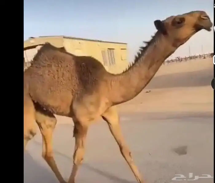 مفروده 0