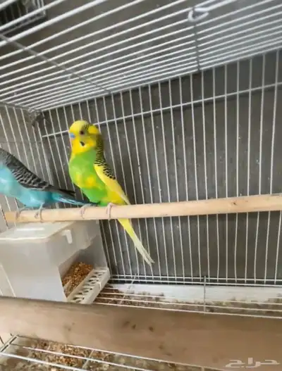 زوج بادجي مع الفروخ 0