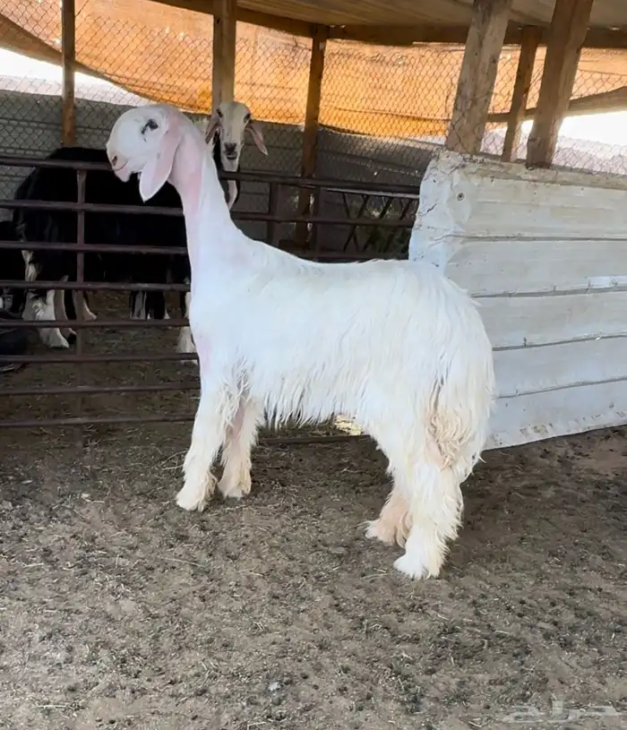 جذعه نجديه بيضاء صنف 0