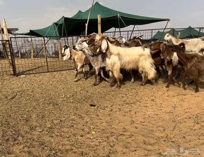 ماعز مصريات خصم تم البيع 1