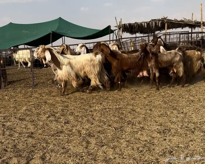 ماعز مصريات خصم تم البيع 0
