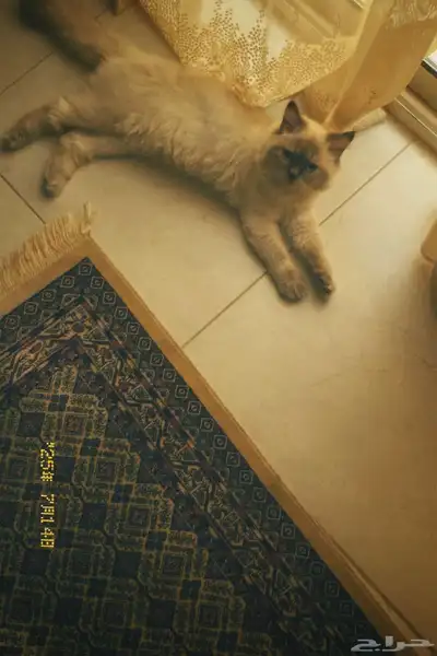 قط هملايا للبيع مع جميع اغراضه 0