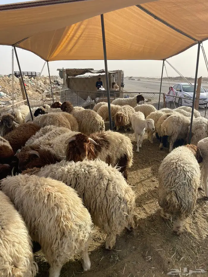 نعيمي طازج بلدي 5