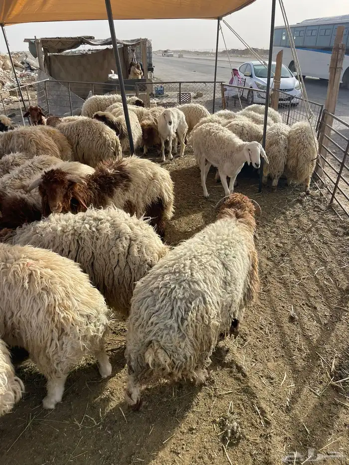 نعيمي طازج بلدي 3