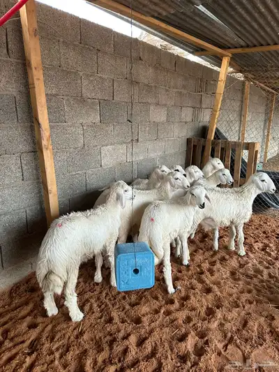 للبيع طليان حري العدد 9العمر من 3شهور الي 4شهور الموقع الخر 2