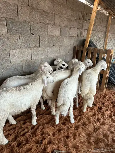 للبيع طليان حري العدد 9العمر من 3شهور الي 4شهور الموقع الخر 3