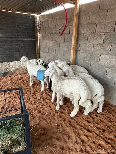 للبيع طليان حري العدد 9العمر من 3شهور الي 4شهور الموقع الخر 1