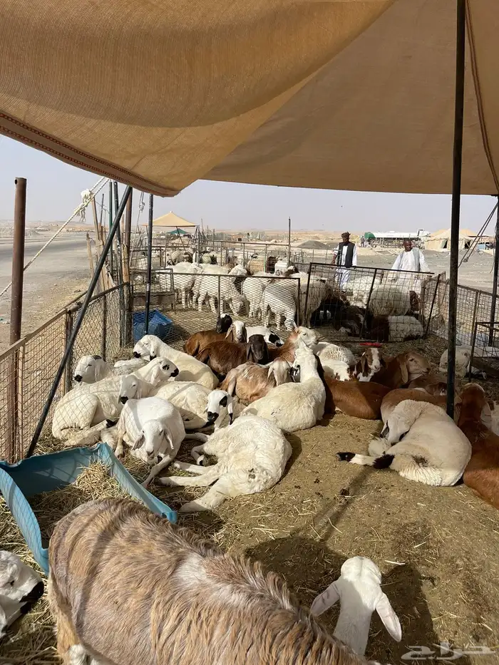 نعيمي طازج بلدي 6