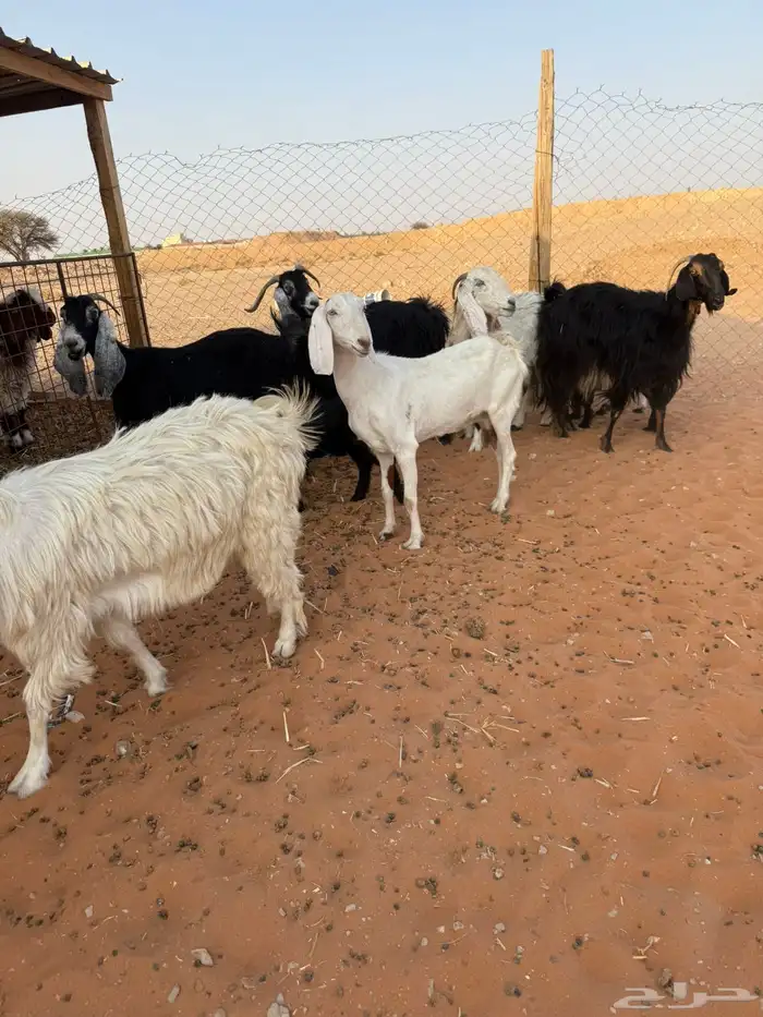معزاء متابيع 4