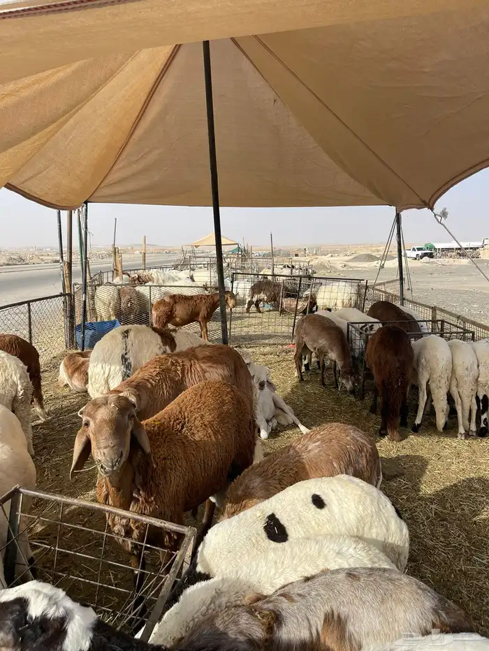 نعيمي طازج بلدي 9