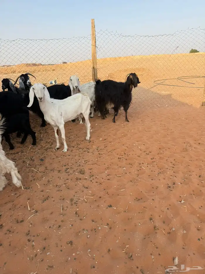 معزاء متابيع 3