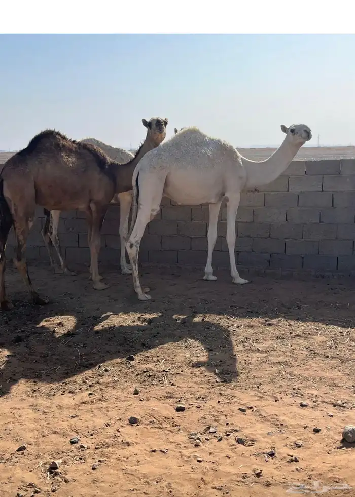 قعدان مفاريد عيال القحات 0