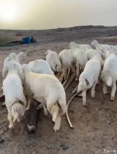 طليان حريه تم البيع 2
