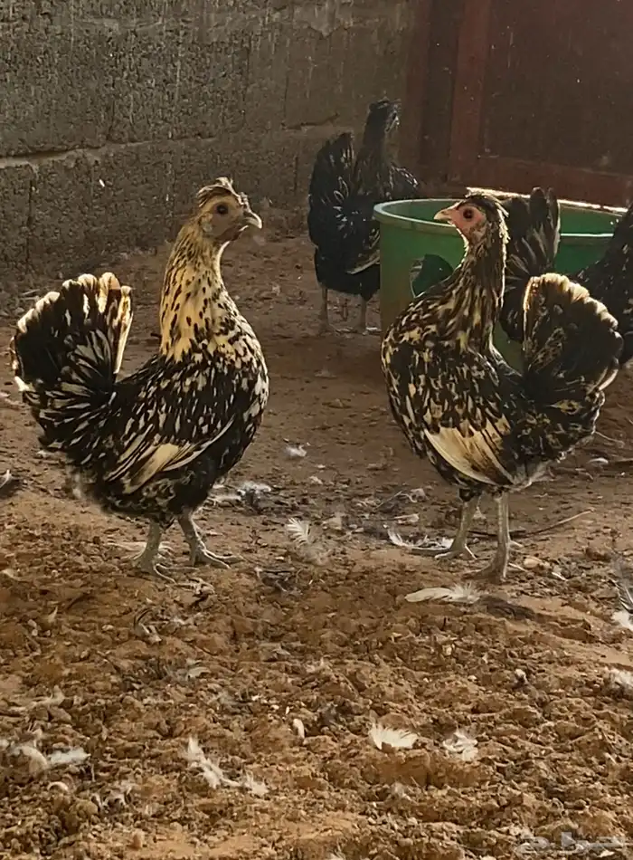 دجاج اطقم عربي مميز هزاز 2
