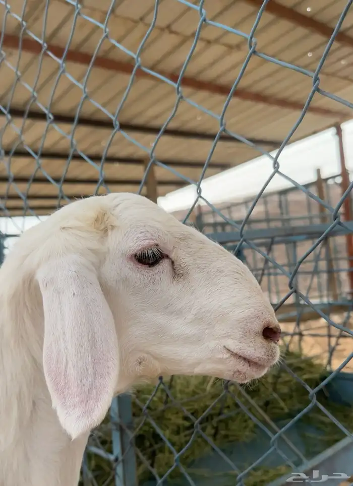 مشروع صنف الصنف 2