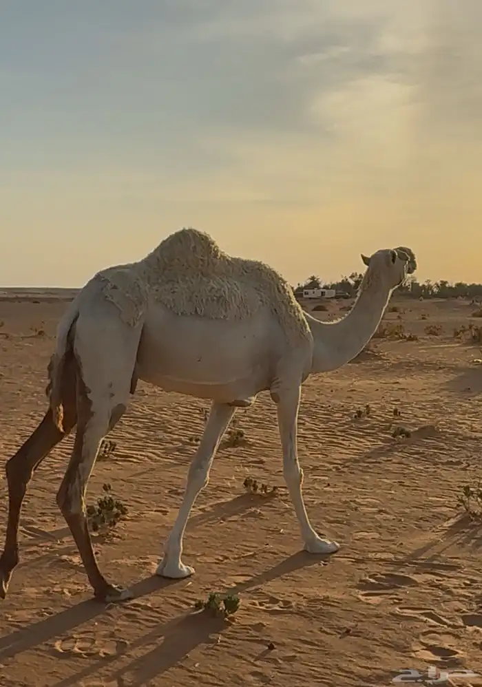 للبيع ضرايب 1