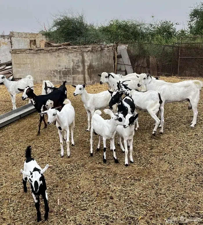 ماعز للبيع 18 راس 0