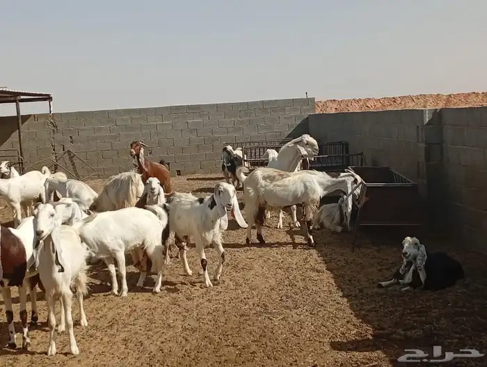 معزا للبيع 0