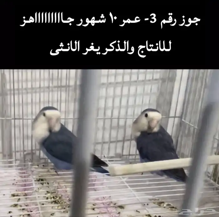 اجواز روز منتجه 2